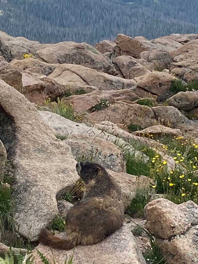 road trip marmot